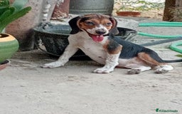 Beagle perros en venta: Begla hembra  - Imagen 4
