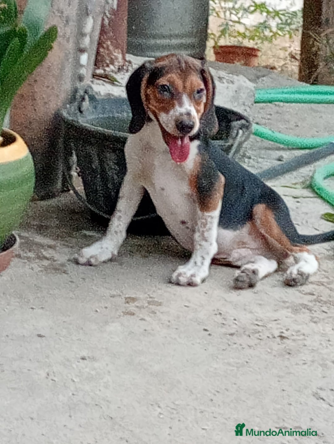 Beagle perros en venta: Begla hembra  - Imagen 4
