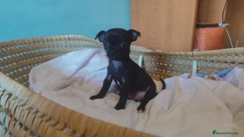 Chihuahua perros - Anuncio 1