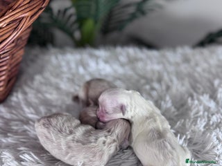 Pomerania perros POMERANIA - Anuncio 2