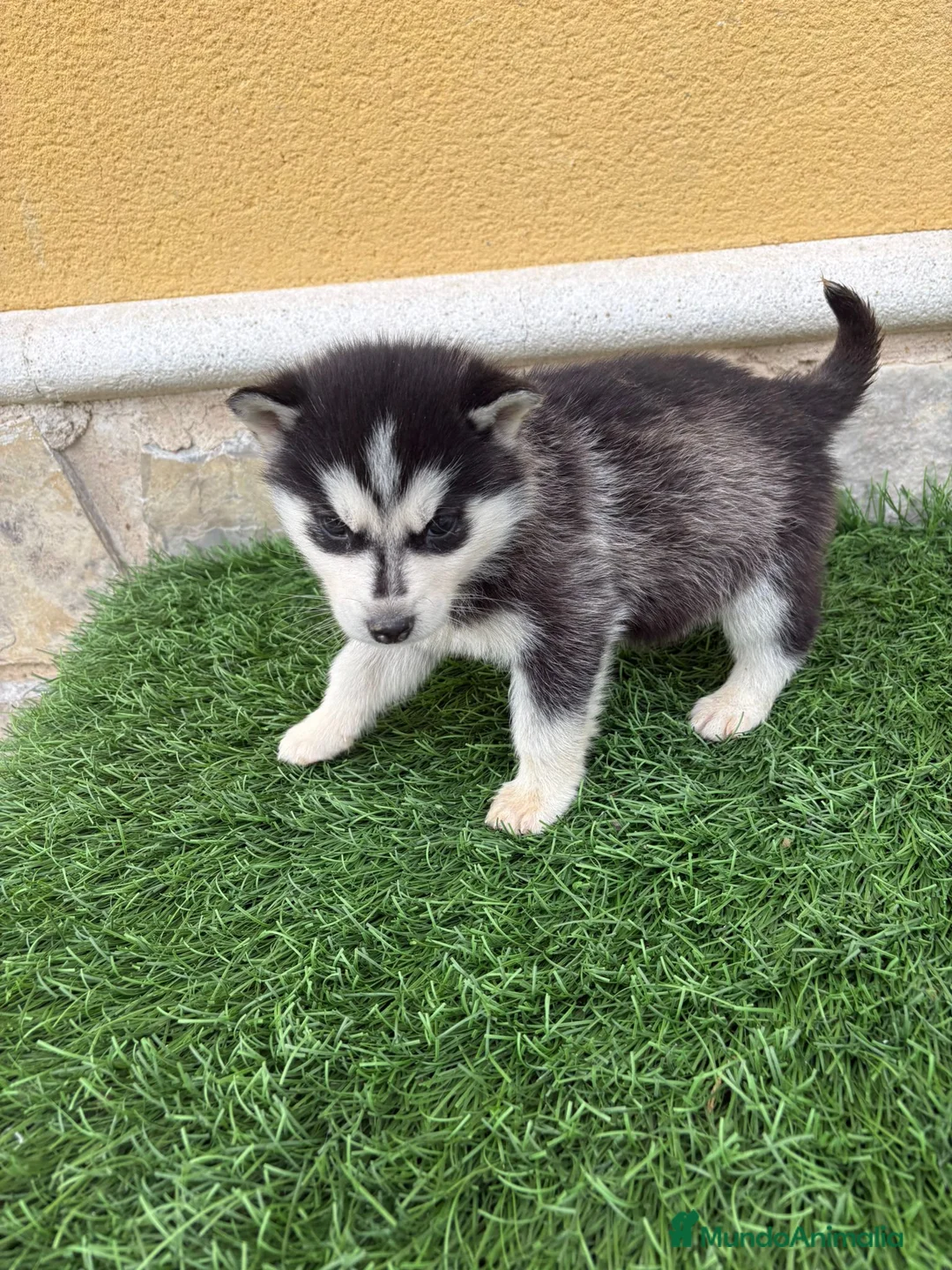 Husky Siberiano perros en venta: Husky siberiano hembra  - Anuncio 3
