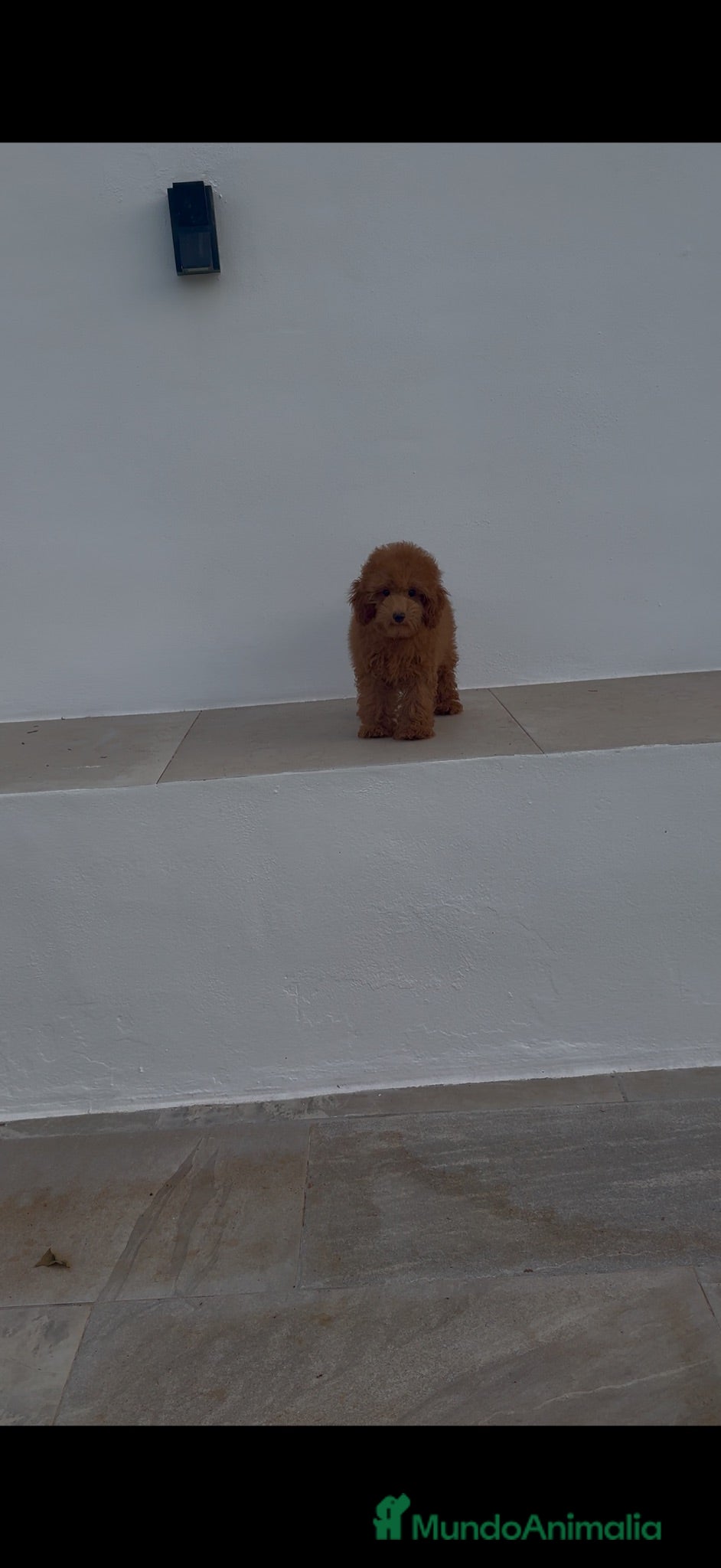 Caniche Toy perros Hembra caniche roja  - Anuncio 1