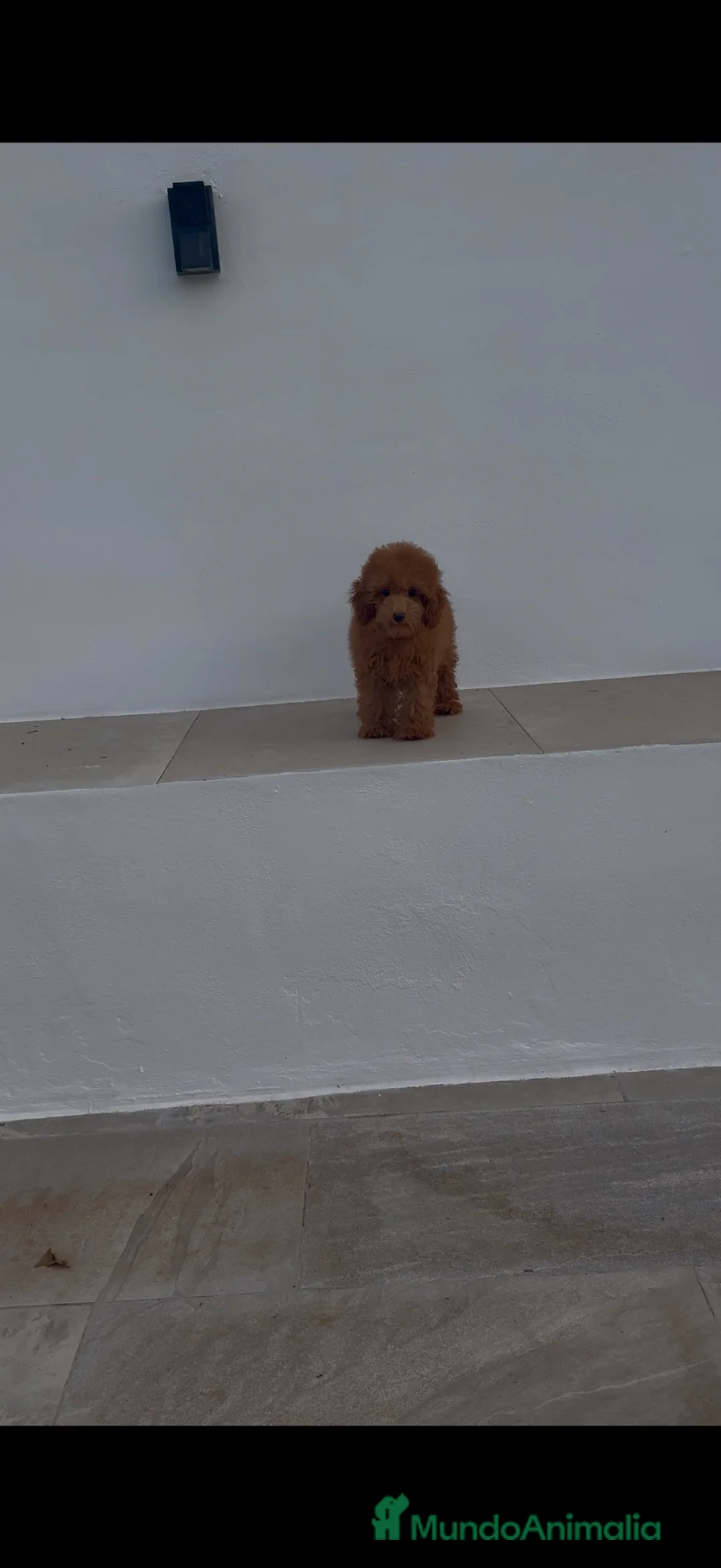 Caniche Toy perros en venta: Hembra caniche roja  - Anuncio 1