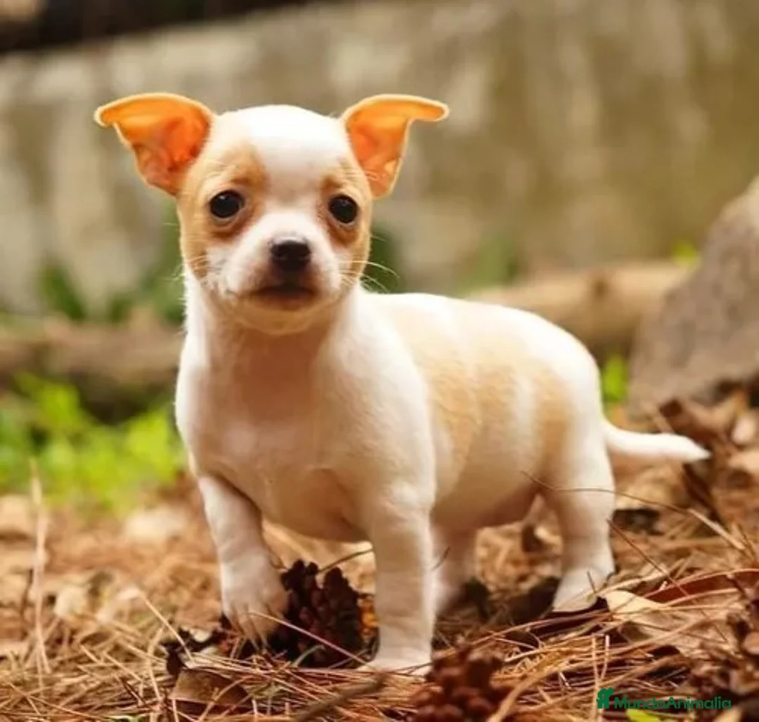 Chihuahua perros en venta: chihuahua  en Madrid - Anuncio 1