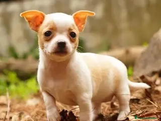 Chihuahua perros chihuahua - Anuncio 2