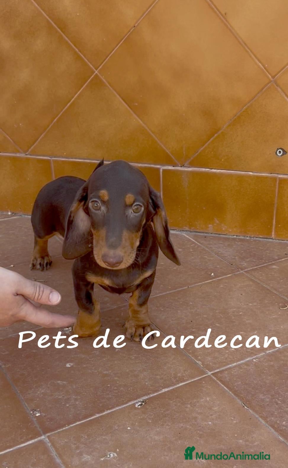Teckel perros TECKEL HEMBRA CHOCOLATE - Anuncio 1