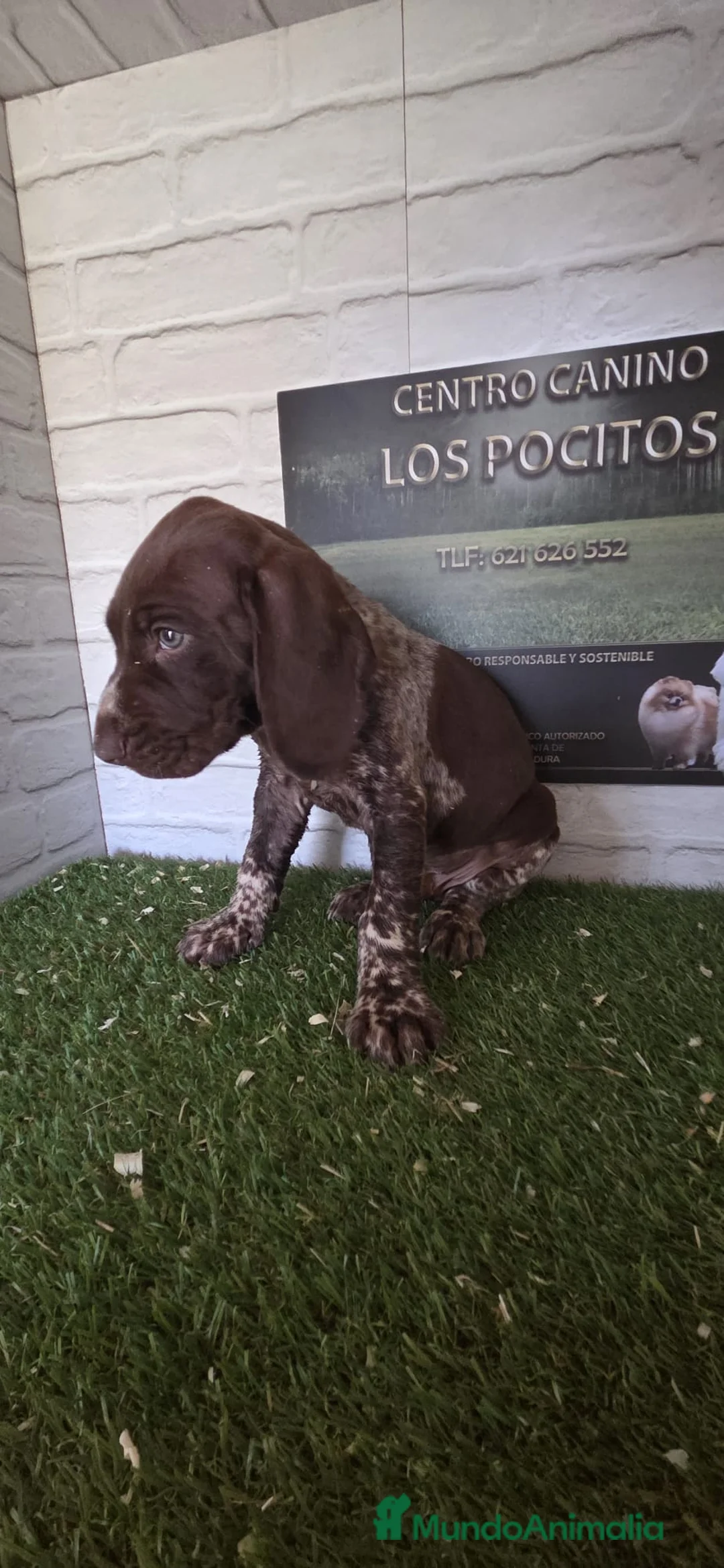 Braco Alemán de Pelo Corto perros en venta: Cachorro braco alemán macho - Anuncio 1