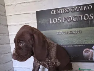 Braco Alemán de Pelo Corto perros Cachorro braco alemán macho - Anuncio 1