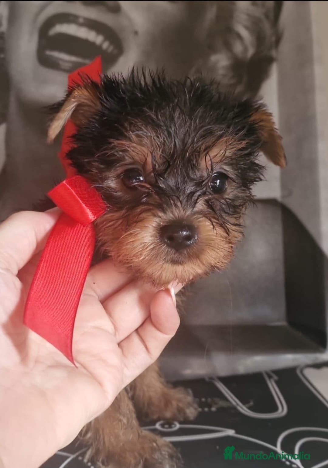 Yorkshire Terrier perros en venta: Camada yorkshire terrier - Anuncio 16