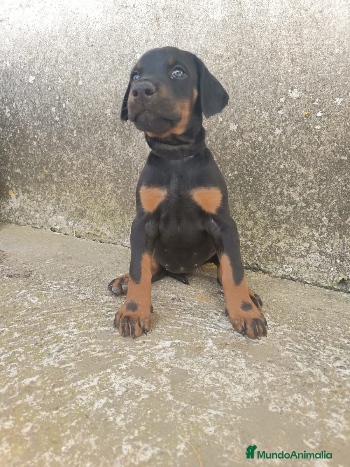 Dobermann perros Doberman  - Anuncio 1