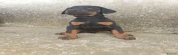 Dobermann perros en venta: Doberman  - Anuncio 1