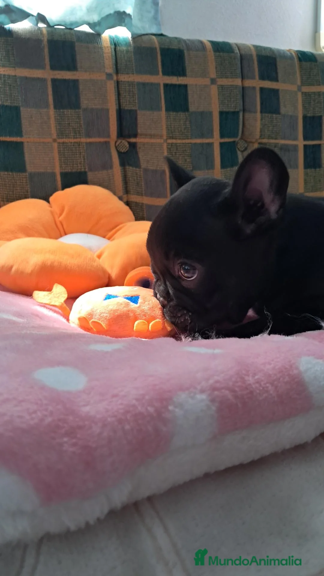 Bulldog Francés perros en venta: Bebés Bulldog Francés  - Anuncio 9