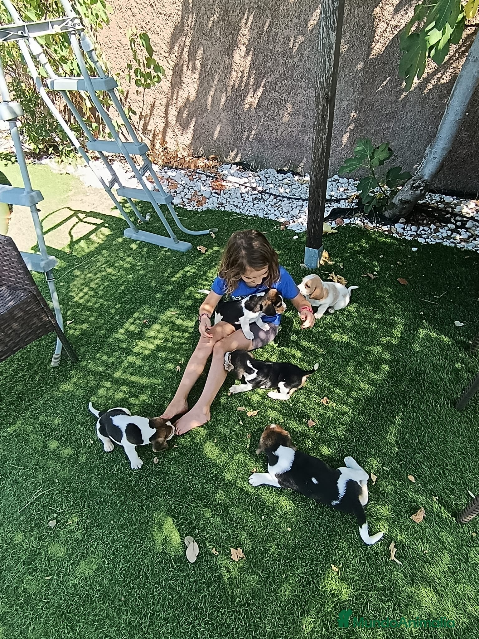 Beagle perros Beagles tricolores  - Anuncio 2