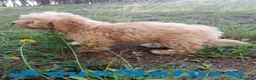 Havapoo perros en venta: Havapoo Macho de Leo y Can 1877 - Anuncio 3