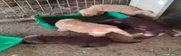 Labrador Retriever perros en venta: Labrador retriever  - Anuncio 5
