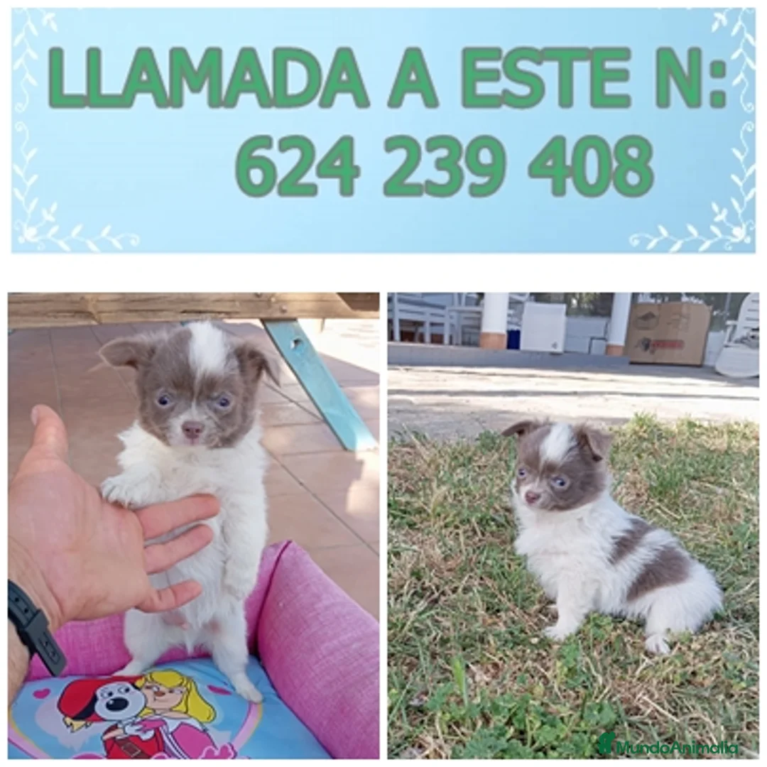 Chihuahua perros en venta: preciosos chihuahua ruso - Anuncio 8