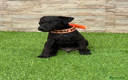 Jack Russell Terrier perros en venta: Disponibles cachorros Patterdale terrier  - Imagen 2