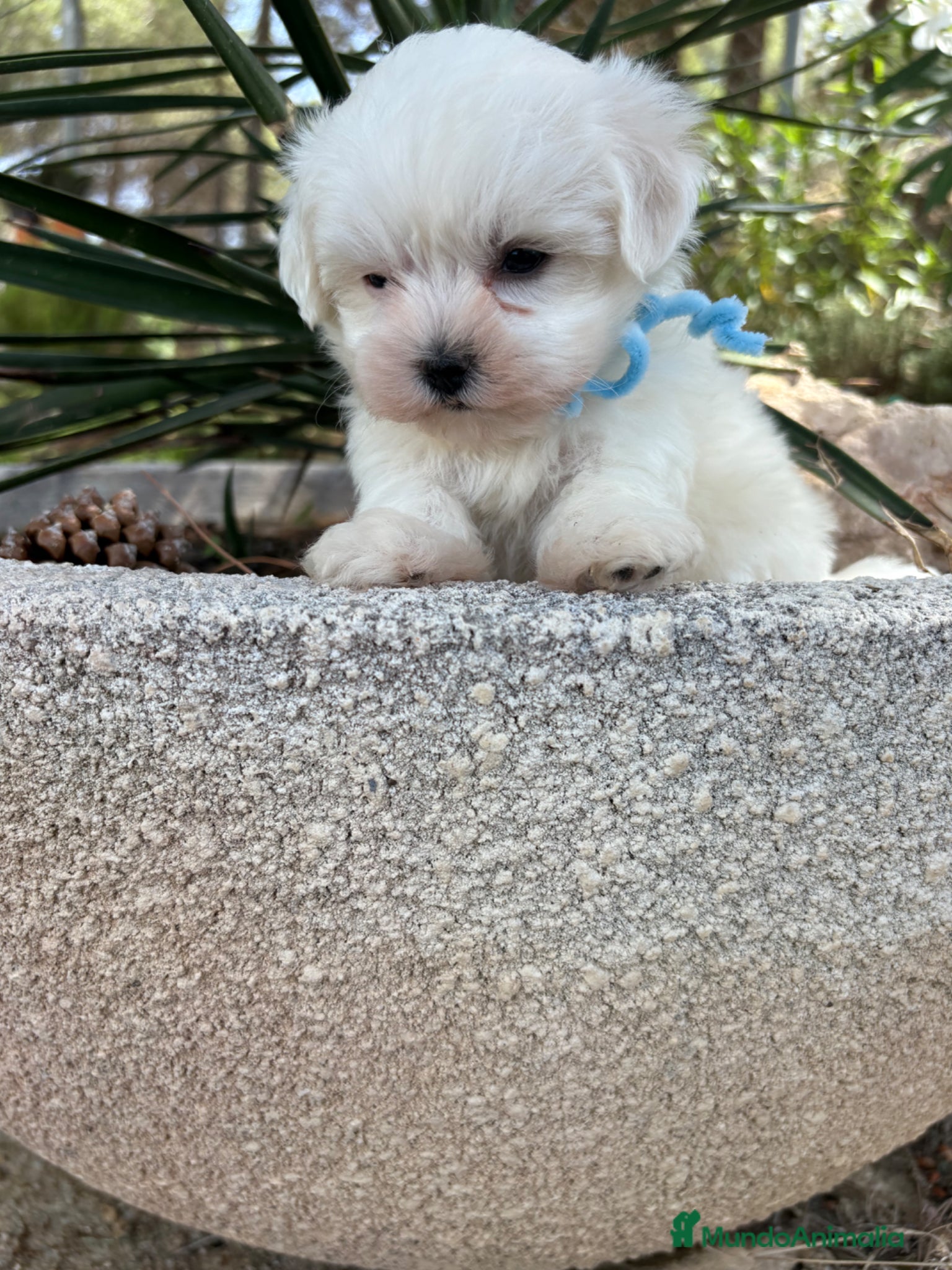 Bichón Maltés perros Bichon Maltés  - Anuncio 1