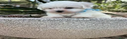 Bichón Maltés perros en venta: Bichon Maltés  - Anuncio 1