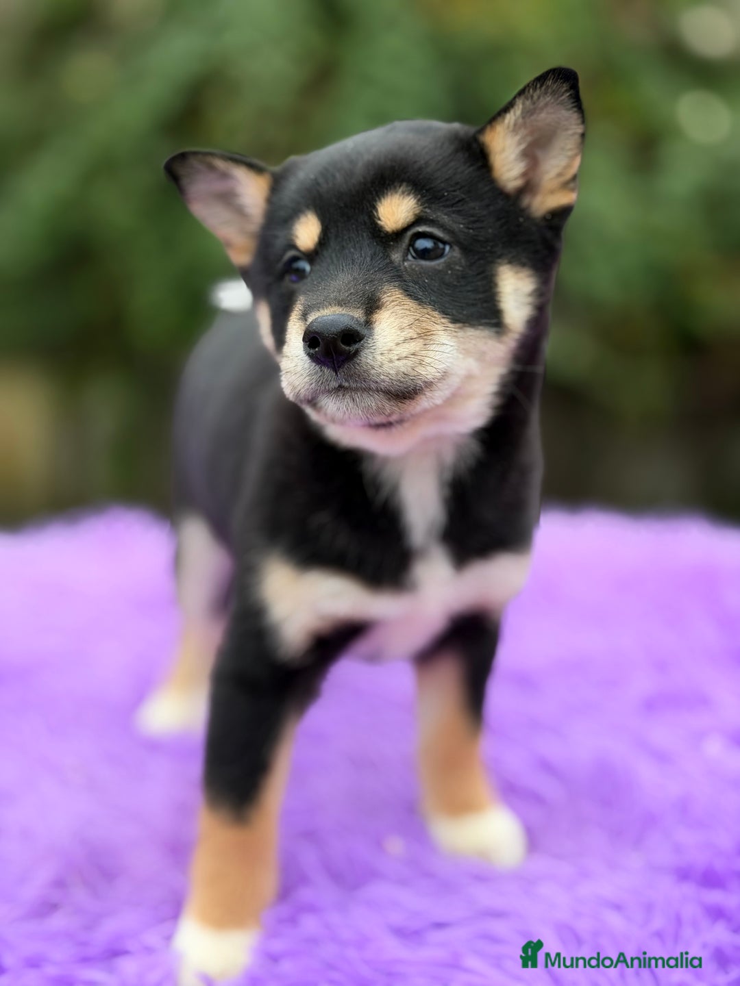 Shiba Inu perros en venta: Shiba Inu Negra  - Anuncio 4