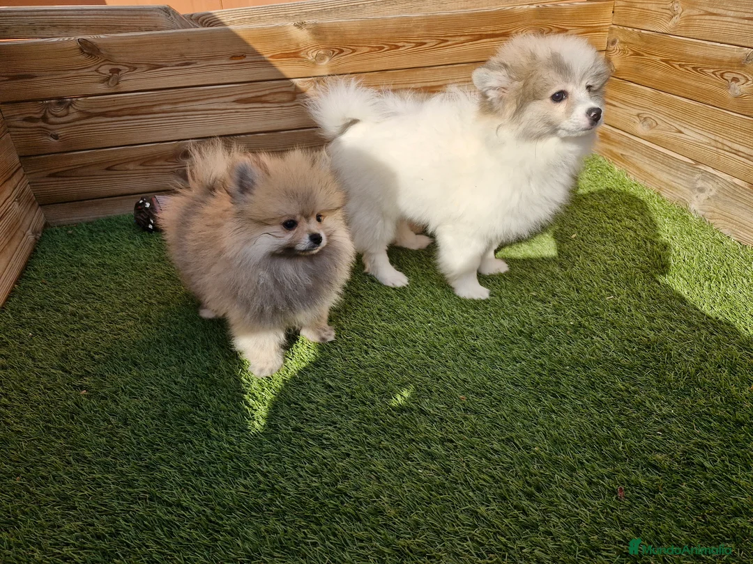 Pomerania perros en venta: POMERANIA en Barcelona - Anuncio 3
