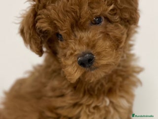 Caniche Toy perros - Anuncio 37