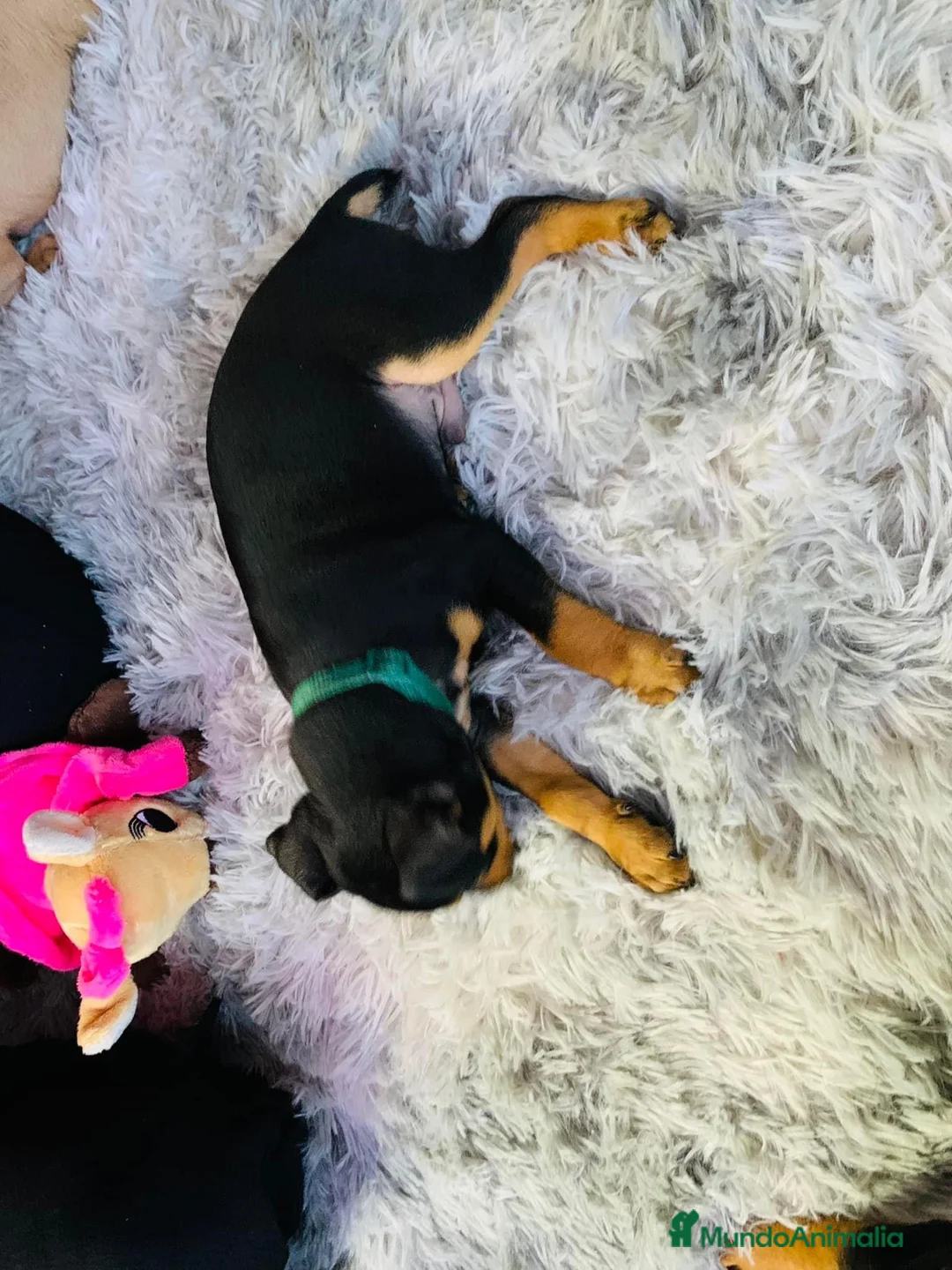 Pinscher Miniatura perros en venta: Pinscher mini socializados !!!  en Ciudad Real - Anuncio 6