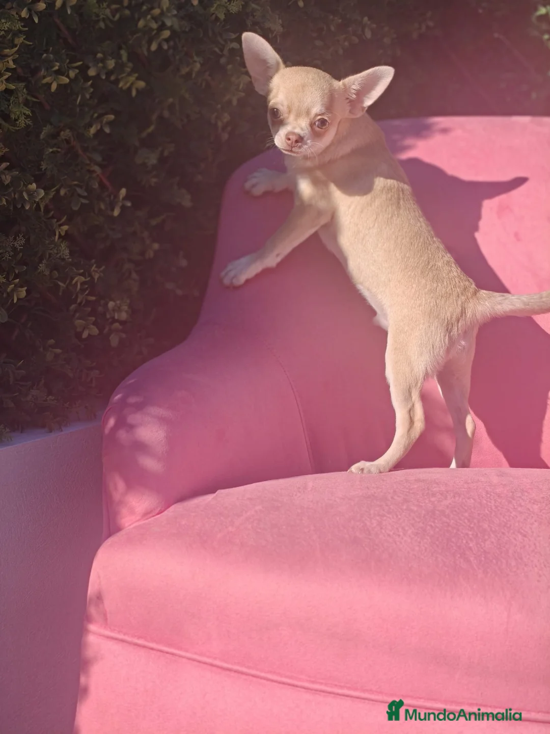 Chihuahua perros en venta: Chihuahua  - Anuncio 3