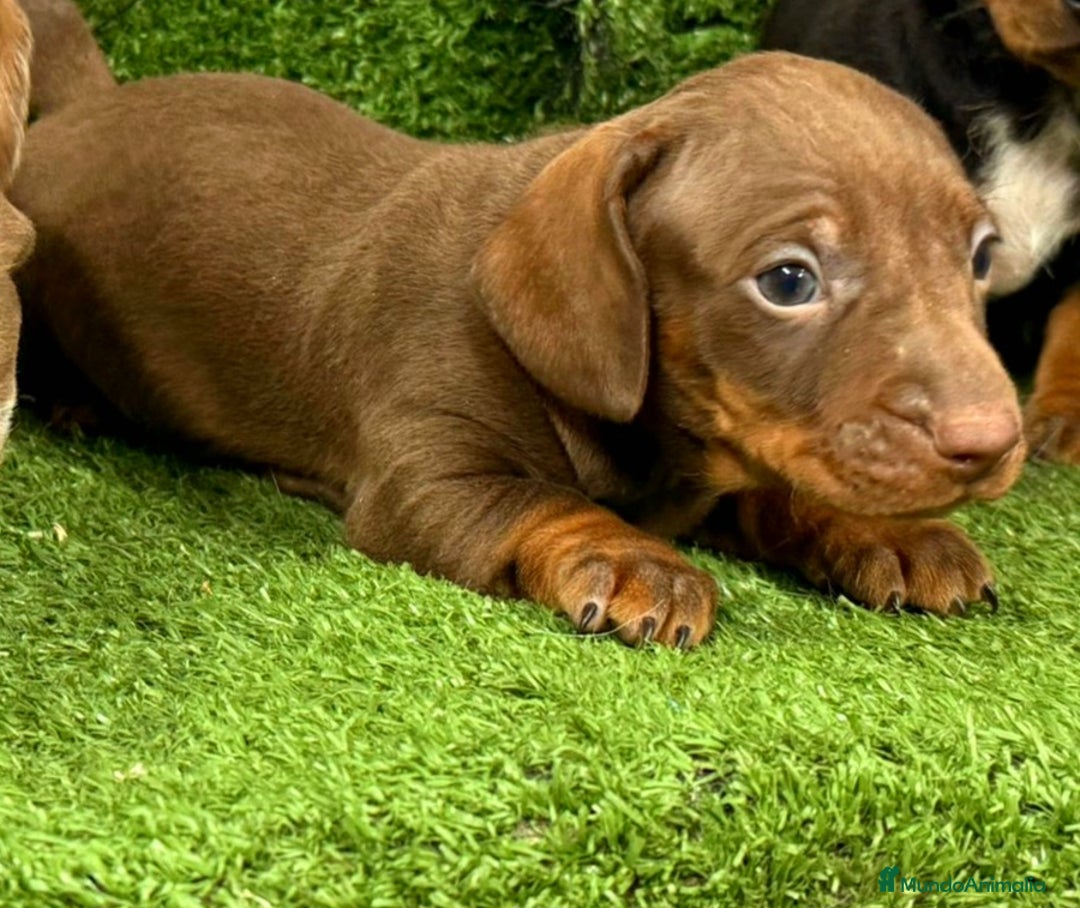 Teckel Miniatura perros en venta: Teckel miniatura - Anuncio 2