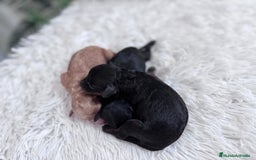 Caniche Toy perros en venta: CANICHE TOY HEMBRAS - Imagen 9