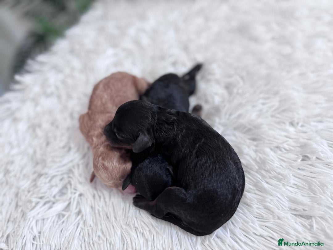 Caniche Toy perros en venta: CANICHE TOY HEMBRAS - Imagen 9