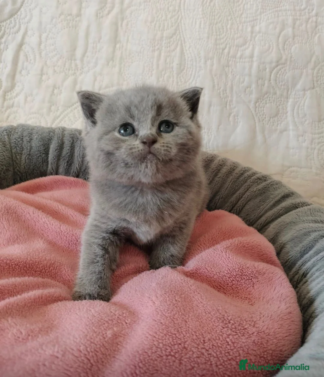 Scottish Fold gatos en venta: Venta de Scotish Fold  - Anuncio 1