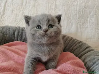 Scottish Fold gatos Venta de Scotish Fold - Anuncio 1