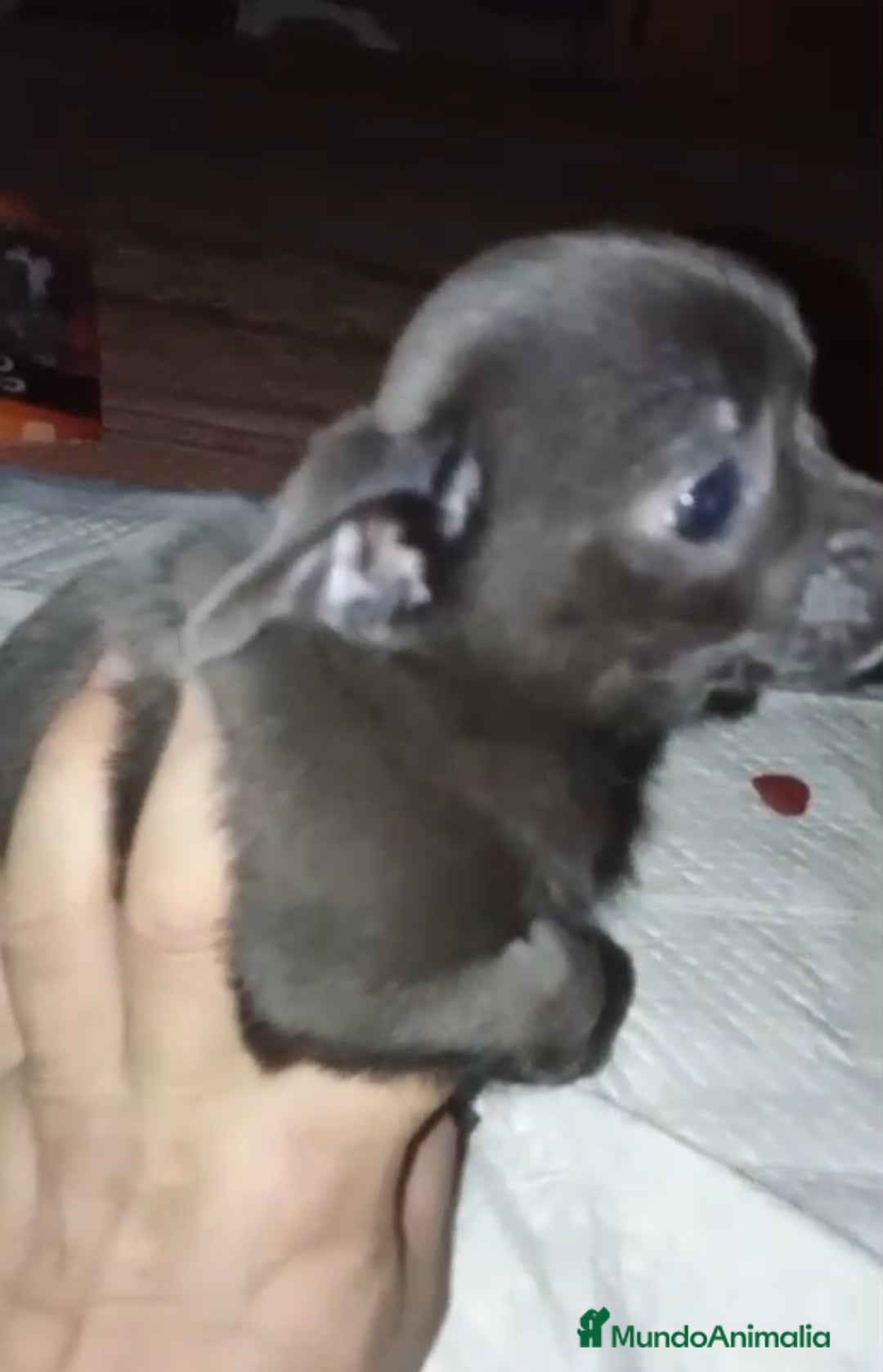 Chihuahua perros en venta: Chihuahua  - Anuncio 7