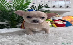 Chihuahua perros en venta: CHIHUAHUA HEMBRA - Anuncio 13