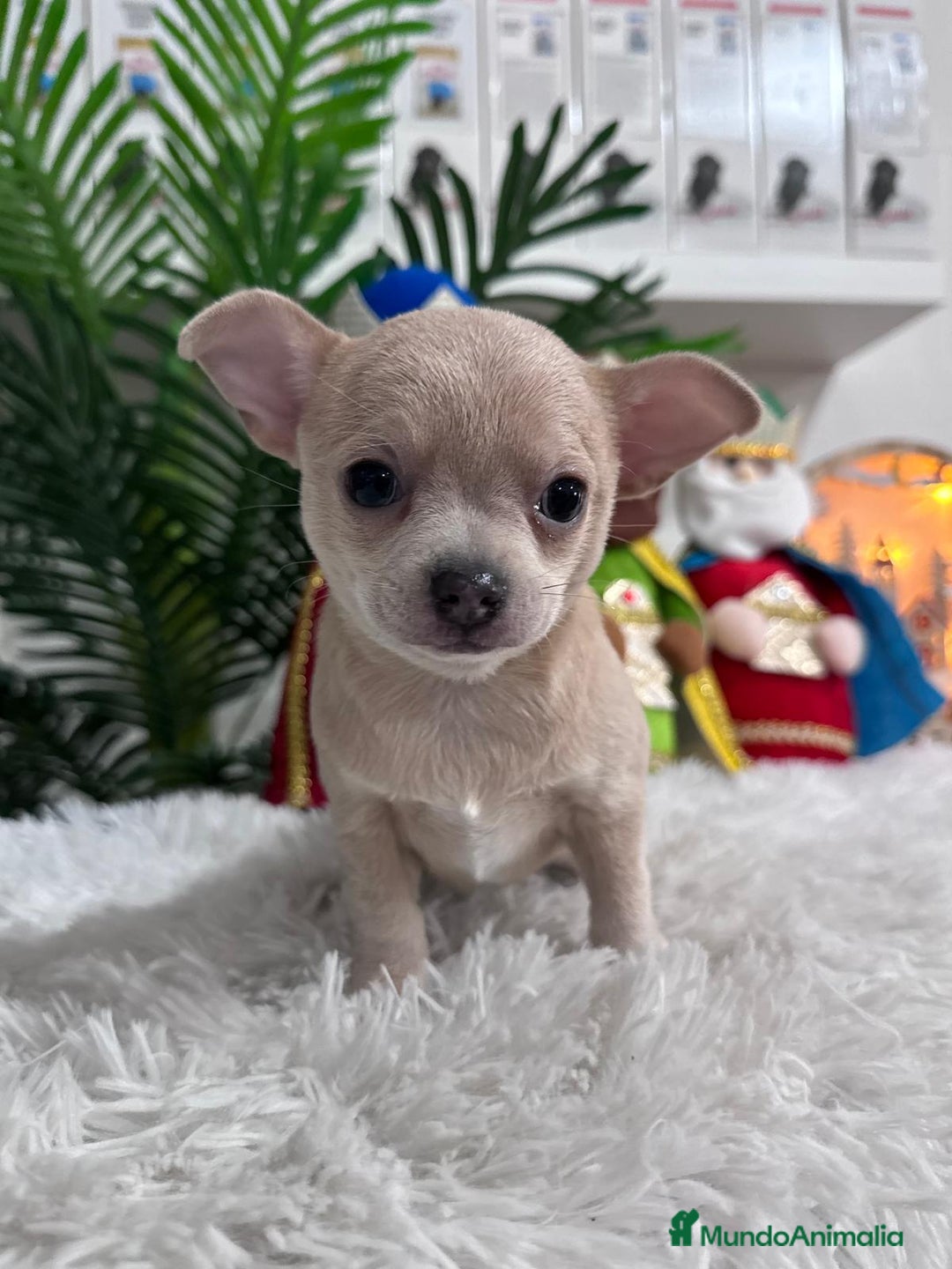 Chihuahua perros en venta: CHIHUAHUA HEMBRA - Anuncio 13
