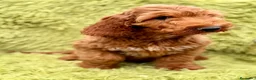 Cockapoo perros en venta: COCKAPOO (COCKER Y CANICHE) - Anuncio 3