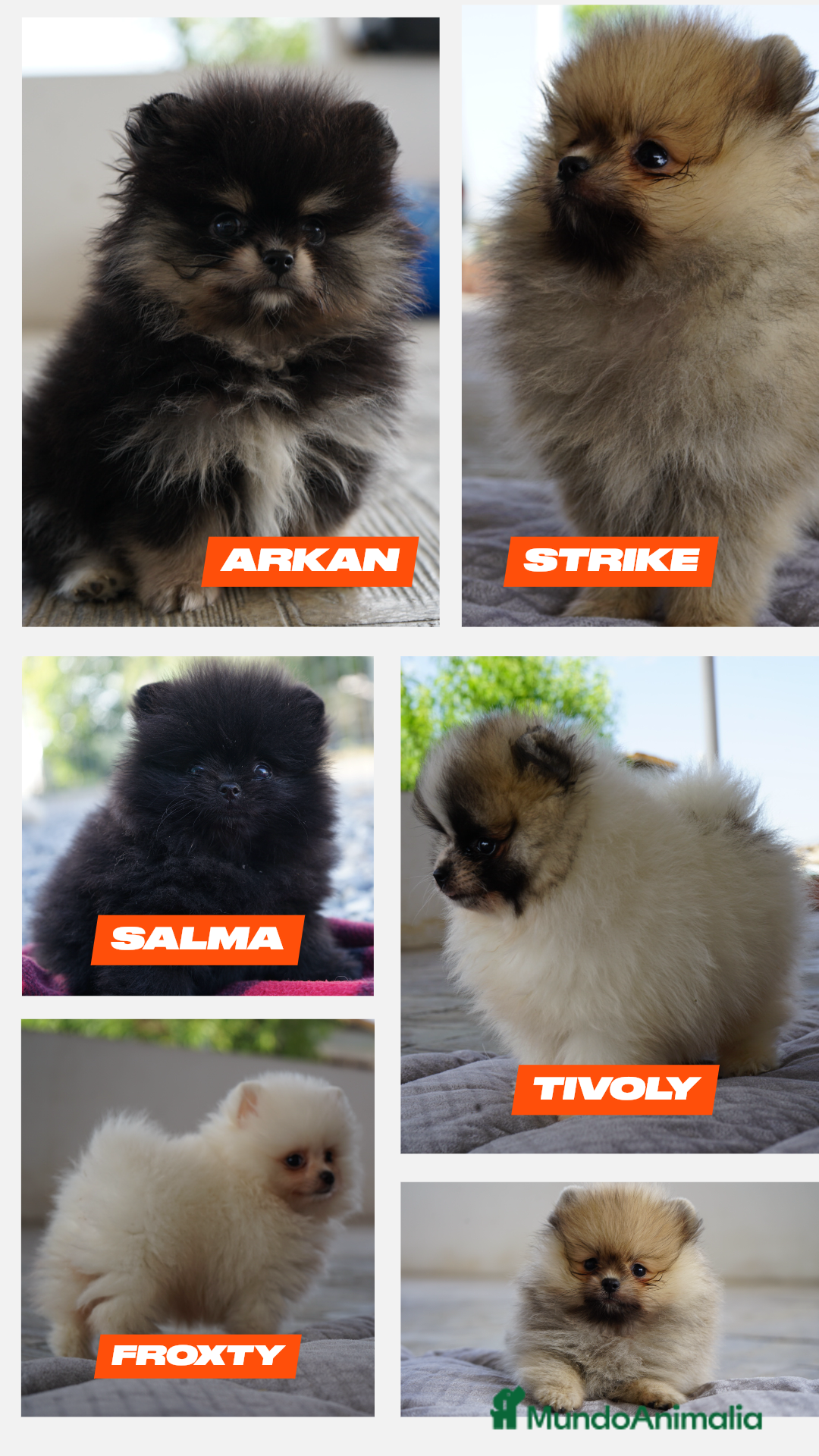 Pomerania perros en venta: 🦴 FROXTY, TIVOLY, SALMA Y STRIKE, PEQUEÑOS POM🦴 - Imagen 1