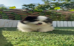 Pomerania perros en venta: POMERANIA HEMBRA - Imagen 4