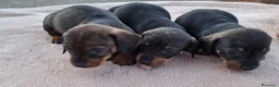 Teckel Miniatura perros en venta: Teckel jabali - Anuncio 2