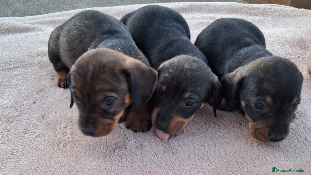 Teckel Miniatura perros en venta: Teckel jabali - Anuncio 2