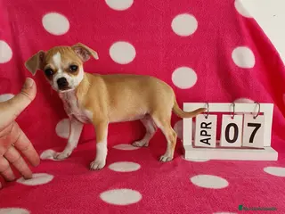 Chihuahua perros Chihuahua mini - Anuncio 36