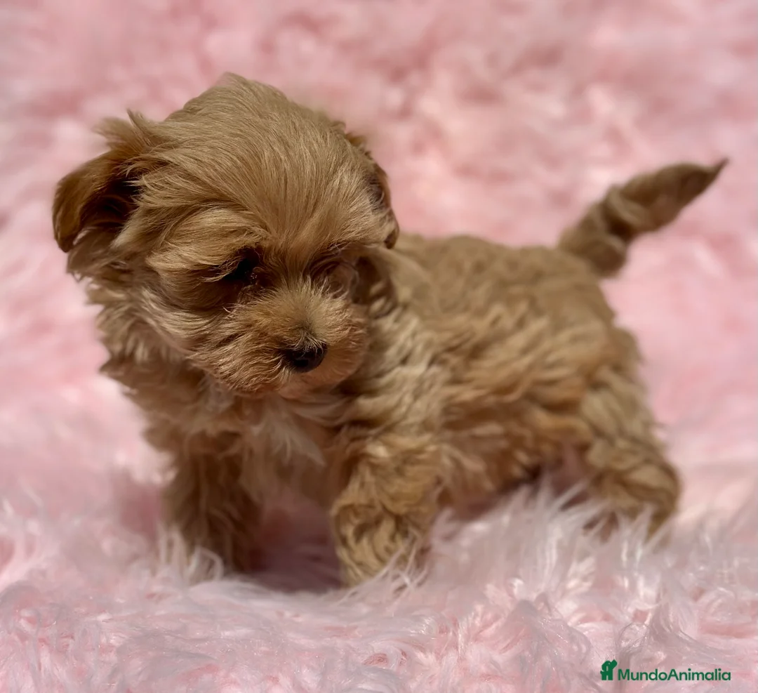 Maltipoo perros en venta: MALTIPOO MINI TOY DISPONIBLE - Anuncio 3