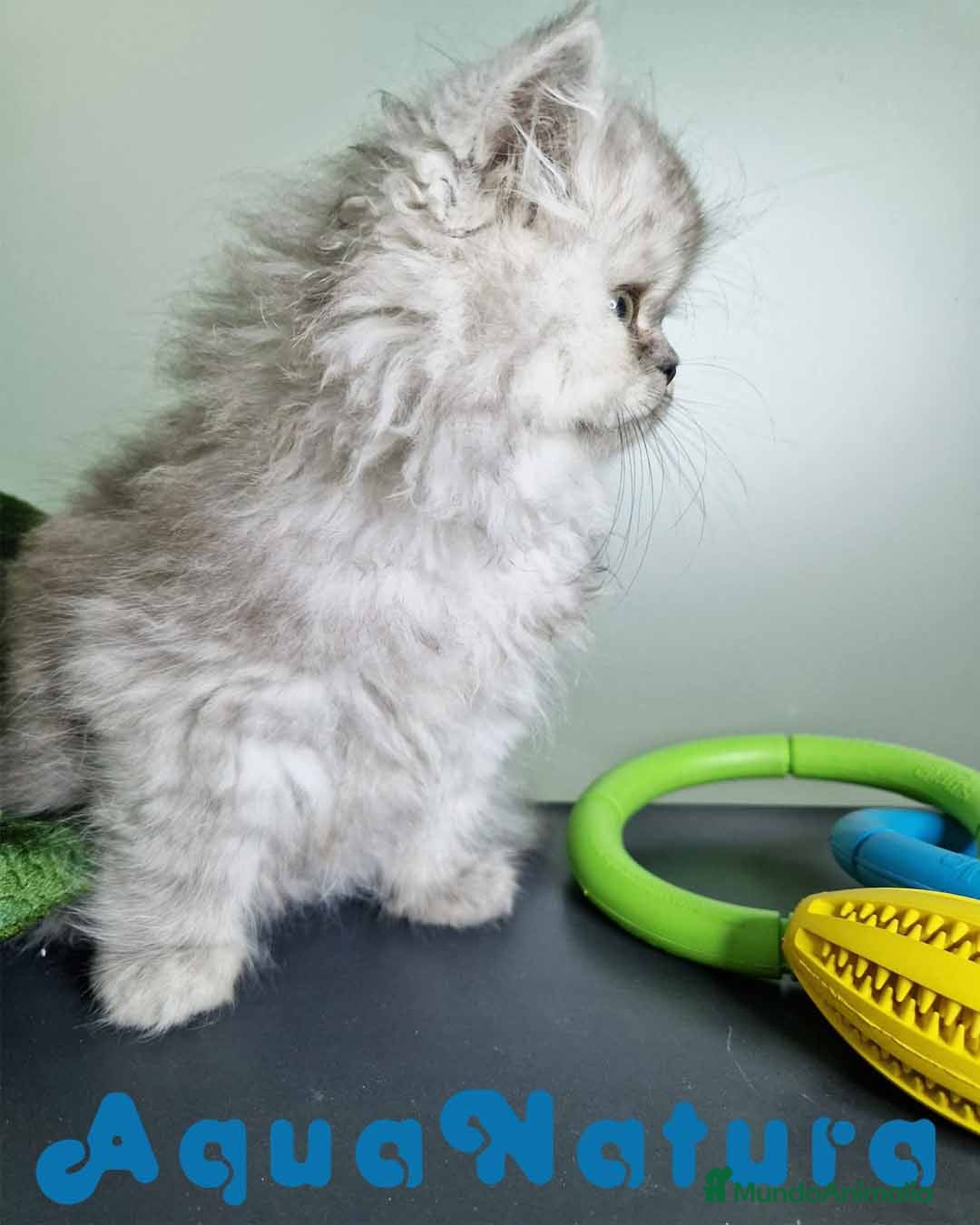 Persa gatos en venta: Persa Macho Virgi 7732 AQUANATURA - Imagen 9