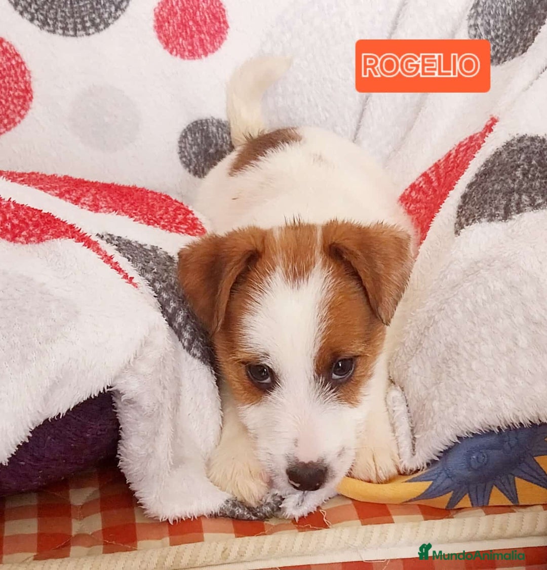 Jack Russell Terrier perros en venta: Jack Russell  - Anuncio 3