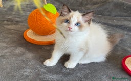 Ragdoll gatos en venta: Gatito Ragdoll - Imagen 14