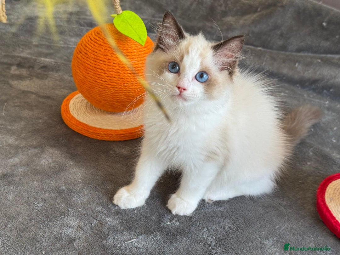 Ragdoll gatos en venta: Gatito Ragdoll - Imagen 14