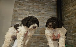 Perro de Agua Español perros en venta: Machos bicolores PDAE - Imagen 5