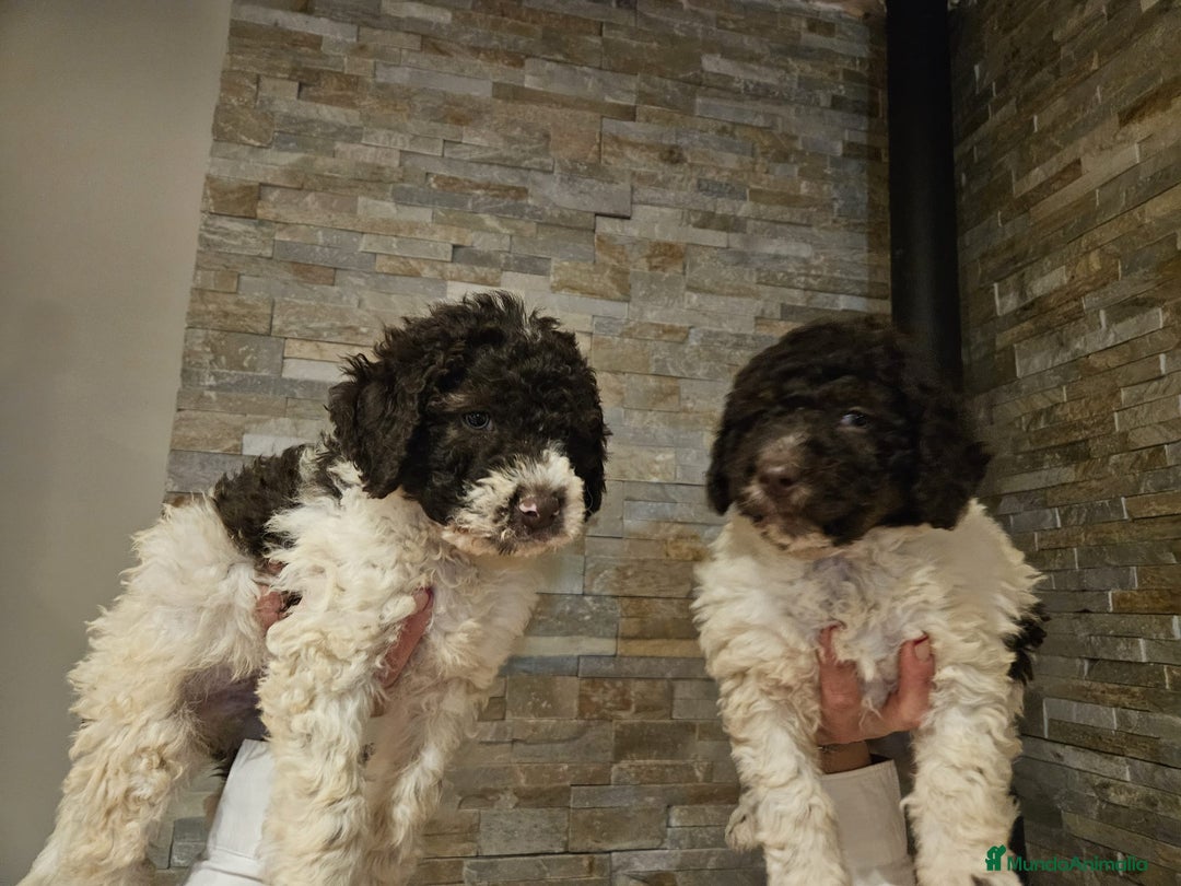 Perro de Agua Español perros en venta: Machos bicolores PDAE - Imagen 5