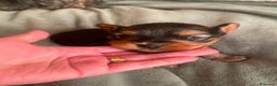 Yorkshire Terrier perros en venta: Yorkshire toy - Anuncio 1